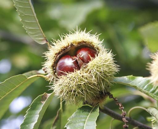 1024px chestnuts