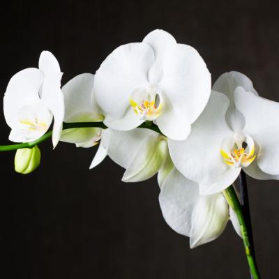 31556 orchidee phalaenopsis tokyo 2 tiges blanche 7